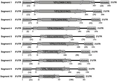 Genome and evolution of Tibet orbivirus, TIBOV (genus Orbivirus, family Reoviridae)
